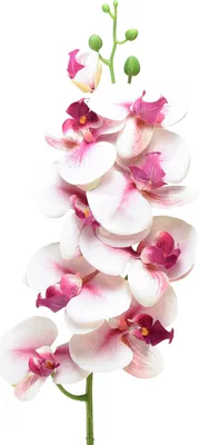 Produktbild von Phalaenopsis Orchidee künstlich Weiß Fuchsia 9 Blüten 96cm