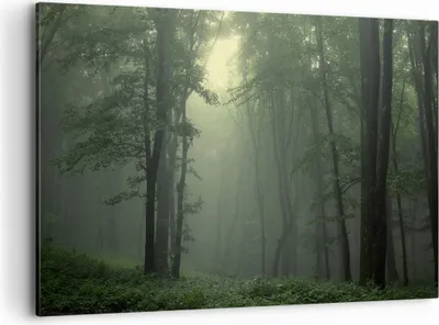 Produktbild von Bild auf Leinwand - Leinwandbild - Wald Nebel Baum - 120x80cm - Wand Bild - Wanddeko - Wandbilder - Leinwanddruck - Bilder - Kunstdruck - Wanddekoration - Leinwand bilder - Wandkunst - AA120x80-3543