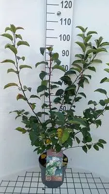 Obrázok produktu pre Malus hybr. 'Perpetu'® ('evereste'®) - Okrasná jabloň 60- 80 cm - Kontajner