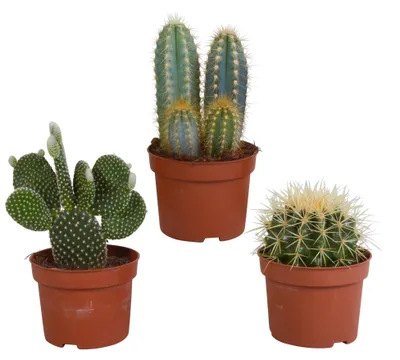 Produktbild von Kakteenmischung 10,5 cm - 3x - zonder pot