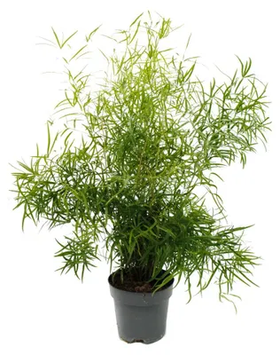 Obrázok produktu pre Okrasný špargľa – špargľa kosákovitá – Asparagus falcatus – nenáročná zelená rastlina – kvetináč 17 cm