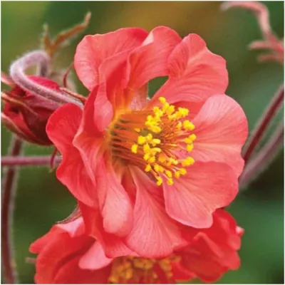 Produktbild von Stauden Gänge 10 x Geum rivale 'Flames of Passion‘ - feuerroter Bach Nelkenwurz - Leidenschaftliche Blüten in feurigem Rot