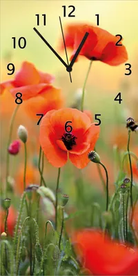 Produktbild von Wallario Design Wanduhr Mohnblumenblüten aus Echtglas, Größe 30 x 60 cm