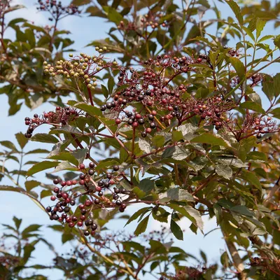 Produktbild von Schwarzer Holunder Sambucus nigra 'Black Beauty' ® im 5 Liter Topf 40-60 cm