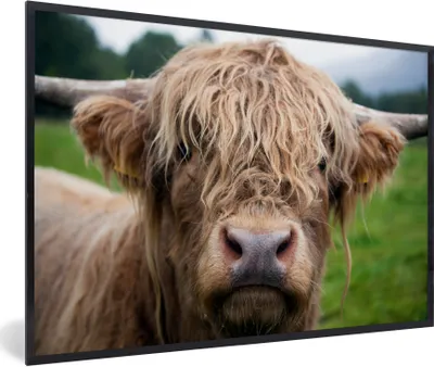 Produktbild von MuchoWow® Gerahmtes Poster Schottische Highlander-Kuh - Landschaft - Nahaufnahme 60x40 cm - Poster mit Schwarzem Bilderrahmen Wandposter Rahmen Foto Bilder - Printing - Wanddeko Schlafzimmer