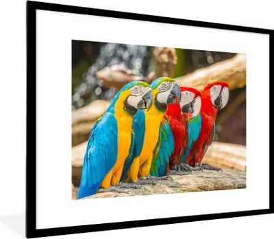 Produktbild von MuchoWow® Gerahmtes Poster Vögel - Papagei - Tropisch - Natur 80x60 cm - Poster mit Schwarzem Bilderrahmen Wandposter Rahmen Foto Bilder - Schlafzimmer-Dekorationen - Fotoposter