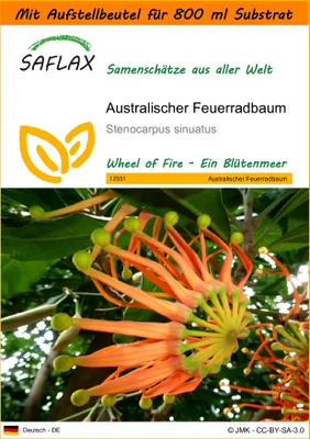 Produktbild von SAFLAX - Garden in the Bag - Australischer Feuerradbaum - 20 Samen - Mit Anzuchtsubstrat im praktischen, selbst aufstellenden Beutel - Stenocarpus sinuatus