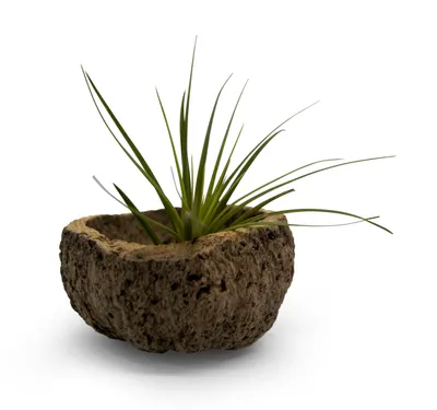 Imagen del producto de Tazón exótico de nuez Qurico con tillandsia