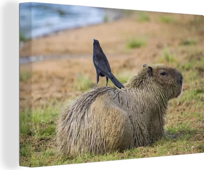Produktbild von OneMillionCanvasses® - Leinwandbilder - 140x90 cm, Capybara mit Vogel, Wandbilder Kunstdruck Wanddekoration