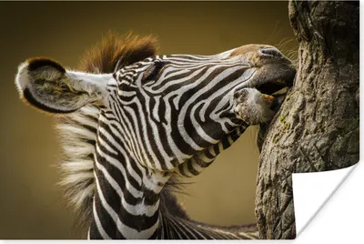 Produktbild von MuchoWow® Poster Junges Zebra 30x20 cm - Plakate - Print