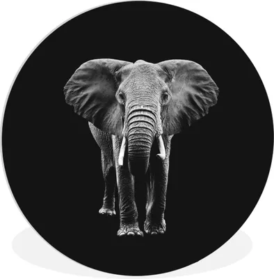 Produktbild von MuchoWow® Rundes Wandbild - Runde Bilder Elefant - Zähne - Tiere - Schwarz - Weiß Ø 30 cm Kreis Wanddekoration Kunststoff - Wandkreis - Wandschmuck - Schlafzimmer - Bilder - Der Kreis - Kunst für die Wohnung - Plastik - Kunstdruck - Wandbild
