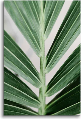 Produktbild von Leinwandbilder Wandbild für Wohnzimmer Grüne Blätter Palme 80x120 cm