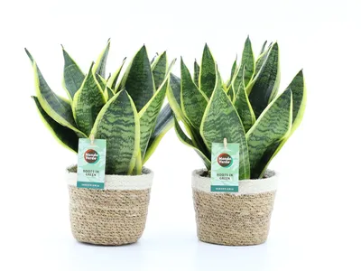 Produktbild von Bogenhanf Sansevieria trifasciata 2er Set mit Übertopf