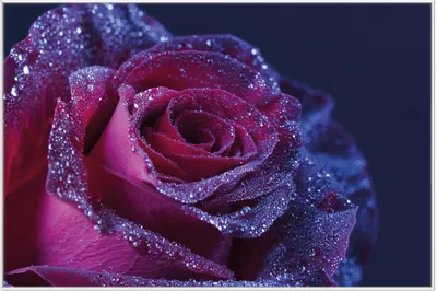Produktbild von Wallario Wandbild Rote Rosenblüte im Regen, Größe: 61 x 91,50 cm, Poster mit weißem Aluminiumrahmen