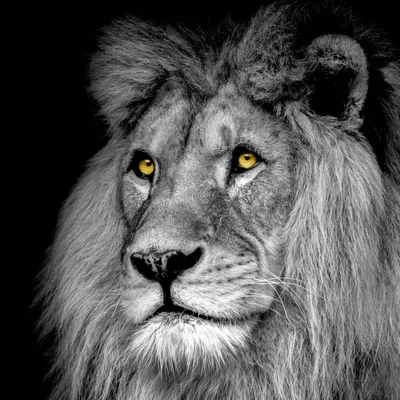 Image de Tableau sur verre lion 30x30 cm, Tableau mural moderne pour décoration intérieure