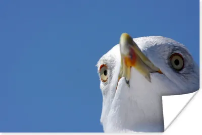 Produktbild von MuchoWow® Poster Möwe - Vogel - Blau 90x60 cm - Schlafzimmer