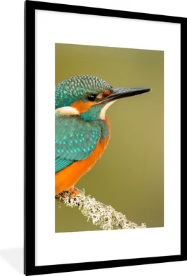 Produktbild von MuchoWow® Gerahmtes Poster Eisvogel - Tiere - Vogel 60x90 cm - Poster mit Schwarzem Bilderrahmen Wandposter Rahmen Foto Bilder - Dekoration - Wandposter Wohnzimmer - Hochwertig