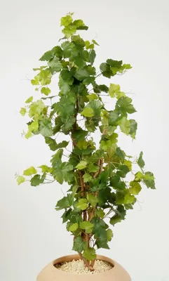 Produktbild von artplants.de Weinrebe, 204 Blätter, 120cm - Kunstpflanze