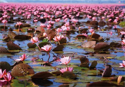Produktbild von Wallario Poster - Seerosenlandschaft mit rosa Blüten, Kunstdruck Größe: 70 x 100 cm