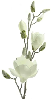 Produktbild von Magnolienzweig Weiß geeist 80 cm - Kunstblumen