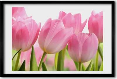 Produktbild von Bild 60x40 MDF-Rahmen, Wandkunst rosa Tulpen