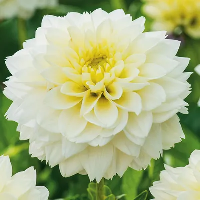 Obrázek produktu pro Dahlia dekorativní Polar Ice 1 ks Dahlia sazenice sazenice velké hlízy