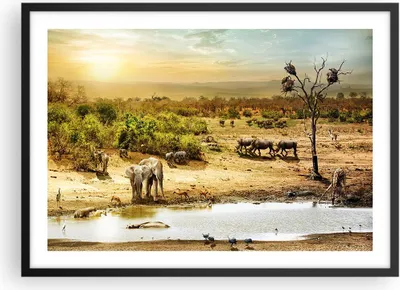 Produktbild von Gerahmtes Poster - Schwarzer Rahmen - Safari Tiere - 70x50 cm - Wand Bild - Wanddeko - Wandbilder - Kunstposter - Wandposter - Bilderrahmen - Bilder - Kunstdruck - Wandbild - P2BAA70x50-3880