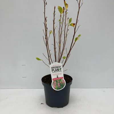 Produktbild von Clethra alnifolia 'Ruby Spice' - Silberkerzenstrauch | 50-60 cm im Topf