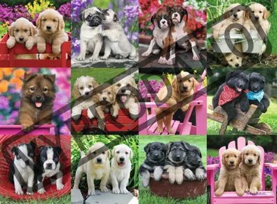 Immagine prodotto di RAVENSBURGER Puzzle amici del cane 500 pezzi