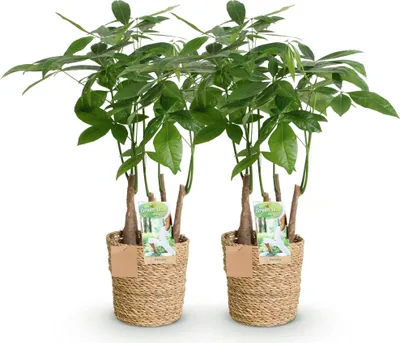 Zdjęcie produktu dla Pachira aquatica wielopniowa - drzewko pieniedzy - 2 rosliny - 50 - 55cm - 17cm