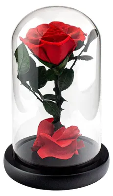 Produktbild von Große Rose im Glasglocke - Rot