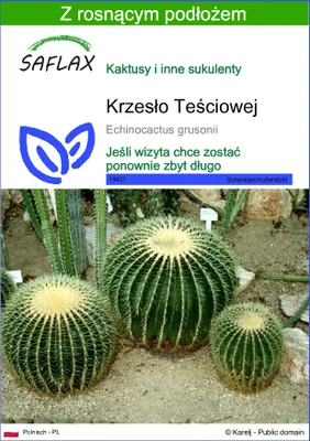 Zdjęcie produktu dla SAFLAX - Krzesło Teściowej - 40 Nasiona - Z podłożem uprawowym wolnym od zarazków - Echinocactus grusonii