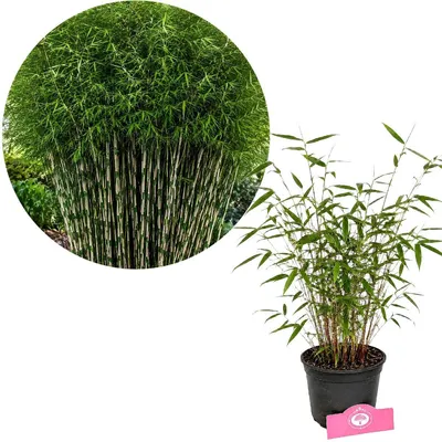 Produktbild von Fargesia robusta 'Pingwu', Bambus, Höhe 30 cm, 2-Liter-Topf