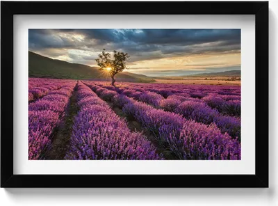 Produktbild von Landschaft eines Lavendelfeldes– Wandbild mit Rahmen – Gerahmtes Bild  – Wanddekoration – 30x20 cm –  Schwarz Rahmen
