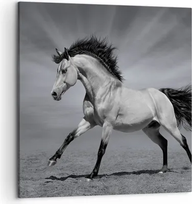 Produktbild von Bild auf Leinwand - Leinwandbild - Pferd Tier Natur - 50x50cm - Wand Bild - Wanddeko - Wandbilder - Leinwanddruck - Bilder - Kunstdruck - Wanddekoration - Leinwand bilder - Wandkunst - AC50x50-3608