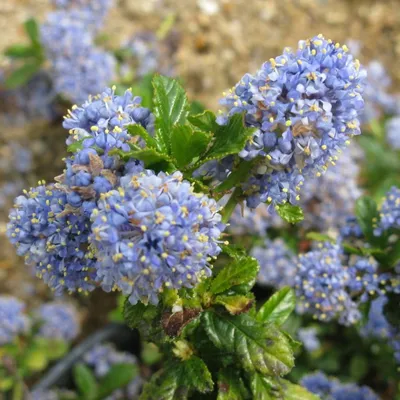 Obrázok produktu pre Ceanothus 'Blue Mound'  | 40–50 cm v kvetináči