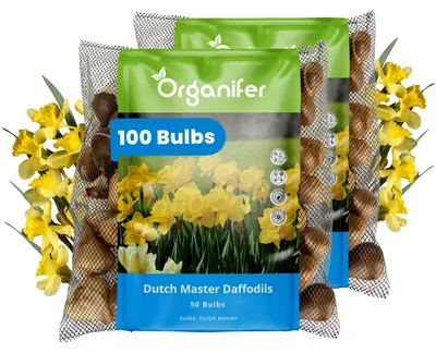 Obrázok produktu pre Narcisové Cibule - 100 Kvetinových Cibúľ - Dutch Master - Zlatožlté Trúbkovité Kvety - Organifer