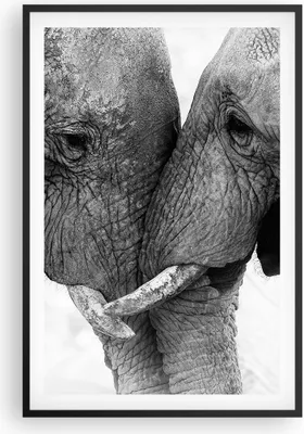Produktbild von Gerahmtes Poster - Schwarzer Rahmen - Elefanten Safari Bond - 61x91,5 cm - Wand Bild - Wanddeko - Wandbilder - Kunstposter - Wandposter - Bilderrahmen - Bilder - Kunstdruck - P2BPA61x91-4973