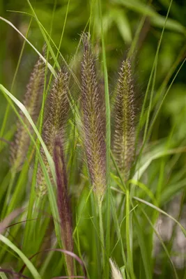 Produktbild von Pennisetum alopecuroides 'Compressum', Lampenputzergras, ca. 11x11 cm Topf