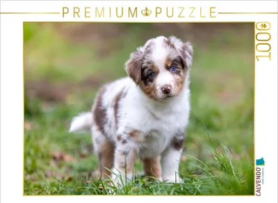 Produktbild von CALVENDO Puzzle Gescheckter Aussie Welpe mit strahlend blauen Augen und rührenden Blick 1000 Teile Puzzle quer | 1000 Teile Lege-Größe 64x48cm Foto-Puzzle für glückliche Stunden