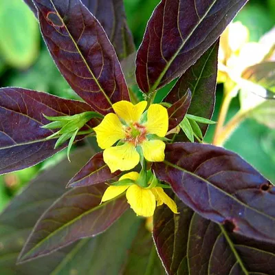 Immagine prodotto di 6 x Felberich  - Lysimachia ciliata 'Firecracker'  | Vaso 9 cm x 9 cm