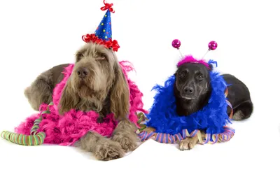 Produktbild von Federboas für Karneval Mottopartys 1.80 cm, blau