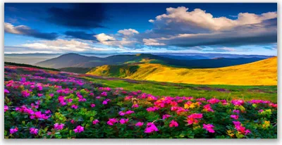 Produktbild von Acrylglasbilder 120x60 Wandbild Druck Wiese Blumen Natur