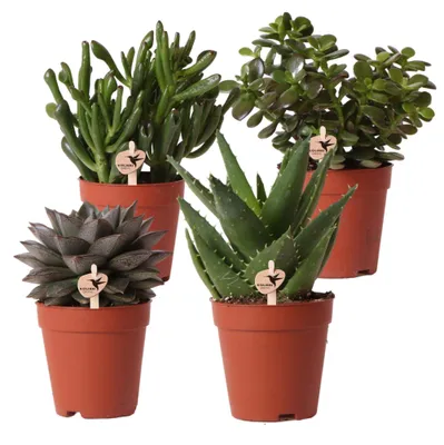 Produktbild von Kolibri Greens | Set mit 4 Sukkulenten - Grünpflanzen - Topfgröße Ø9cm