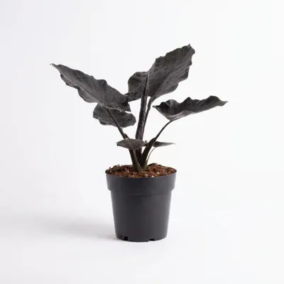 Produktbild von Alocasia Antoro, Elefantenohr, Zimmerpflanze, 30 cm, Topf 14 cm, KI-generiertes Bild