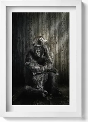 Produktbild von Ein Affe, der im Schatten grübelt– Wandbild mit Rahmen – Gerahmtes Bild  – Wanddekoration – 20x30 cm – Weiß
