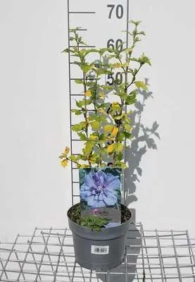 Image de Hibiscus syr. 'Blue Chiffon'® ('notwoodthree') - Ibiza de jardin conteneur 40- 60 cm
