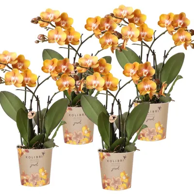 Zdjęcie produktu dla Kolibri Orchids oferta laczona 4 storczyków Phalaenopsis - Las Vegas - rozmiar doniczki 12 cm