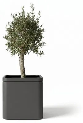 Produktbild von Provencelia Olivenbaum im Verzinkter Stahl Pflanzkübel INFINITYS Anthrazit, Ø60 x H60 cm, Olea europaea, mit kräftigem Stamm, lebendige Pflanze, Medit