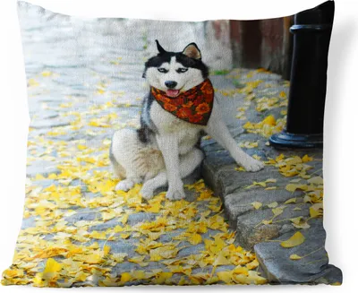 Produktbild von MuchoWow® Outdoor Kissen - Hund - Herbst - Husky - 40x40 cm - Wetterfest - Lounge Kissen - Kopfkissen - Interieur - Polster mit Bild